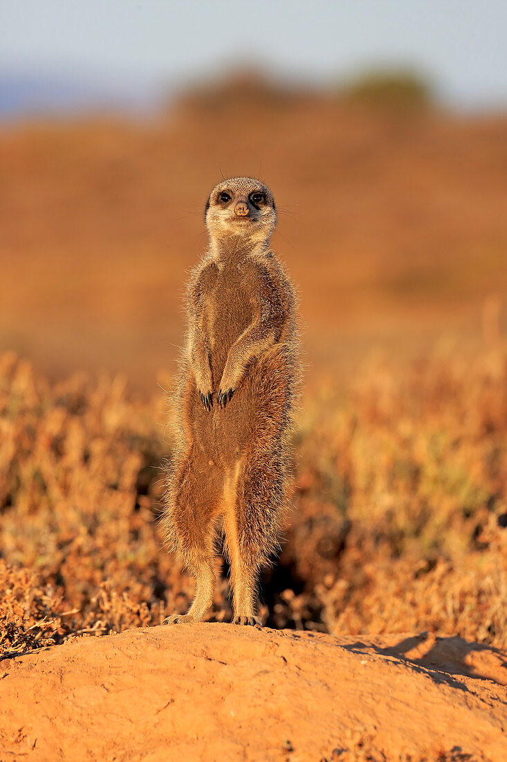 Erdmännchen (Suricata suricatta) auf der Wache, Oudtshoorn, Südafrika