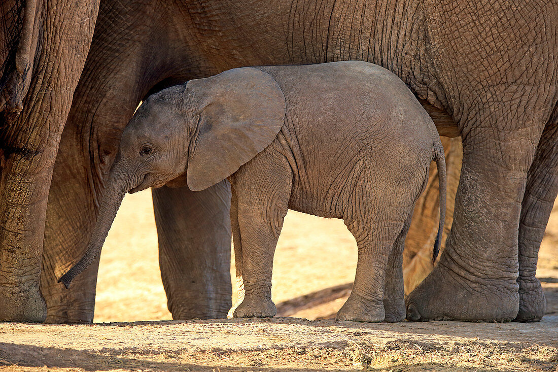 Afrikanischer Elefant (Loxodonta africana) Kalb, Addo Nationalpark, Südafrika