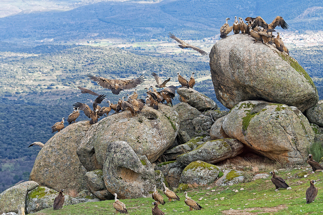 Gänsegeier (Gyps fulvus) Gruppenversammlung an der Fütterungsstation, Kastilien-La Mancha, Spanien