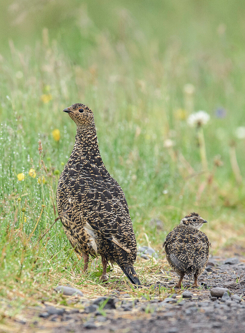 Alpenschneehuhn (Lagopus muta) Mutter mit Küken, Island