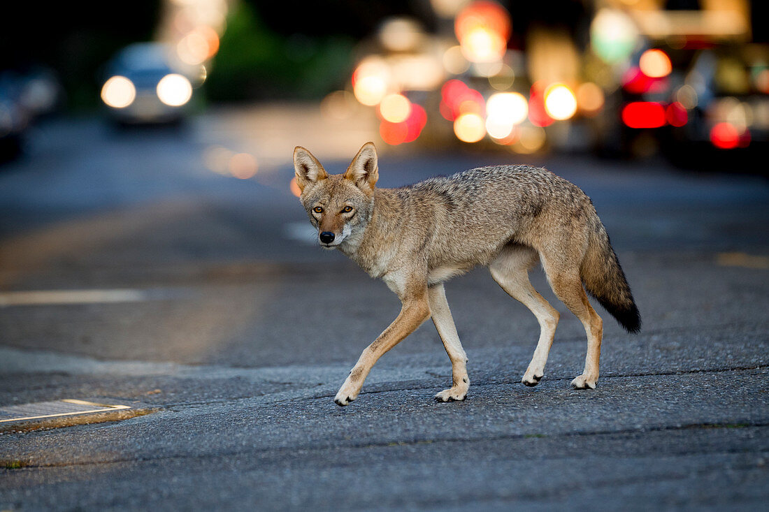 Kojote (Canis latrans) Weibchen in der Stadt, San Francisco, Bay Area, Kalifornien