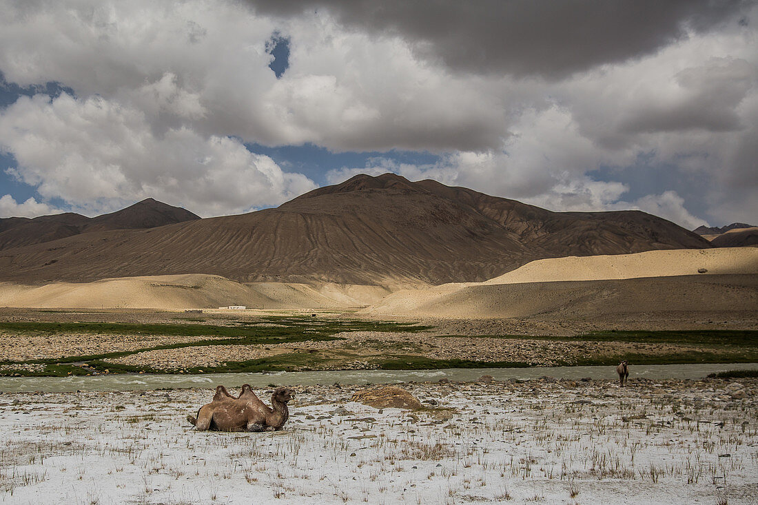 Kamele im Pamir, Afghanistan, Asien