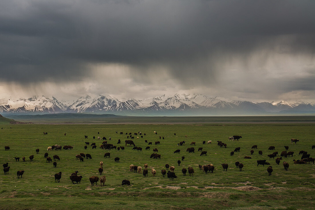 Schafherde im Transalaigebirge, Kirgistan, Asien