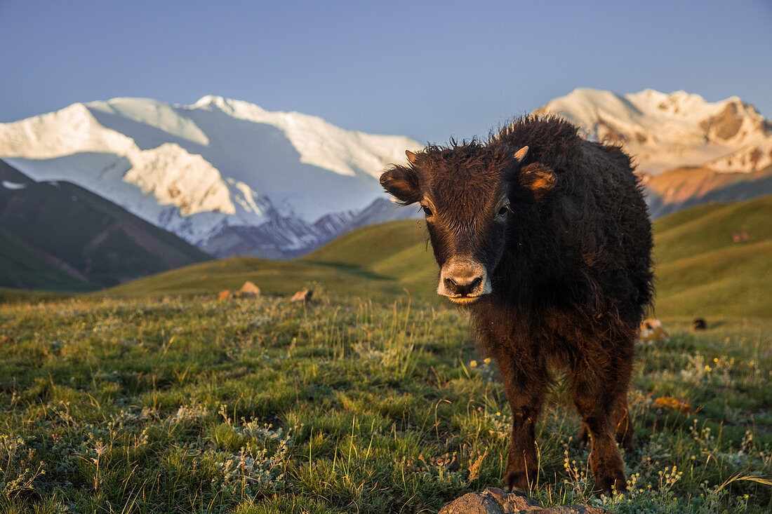 Yak und Pik Lenin, Kirgistan, Asien