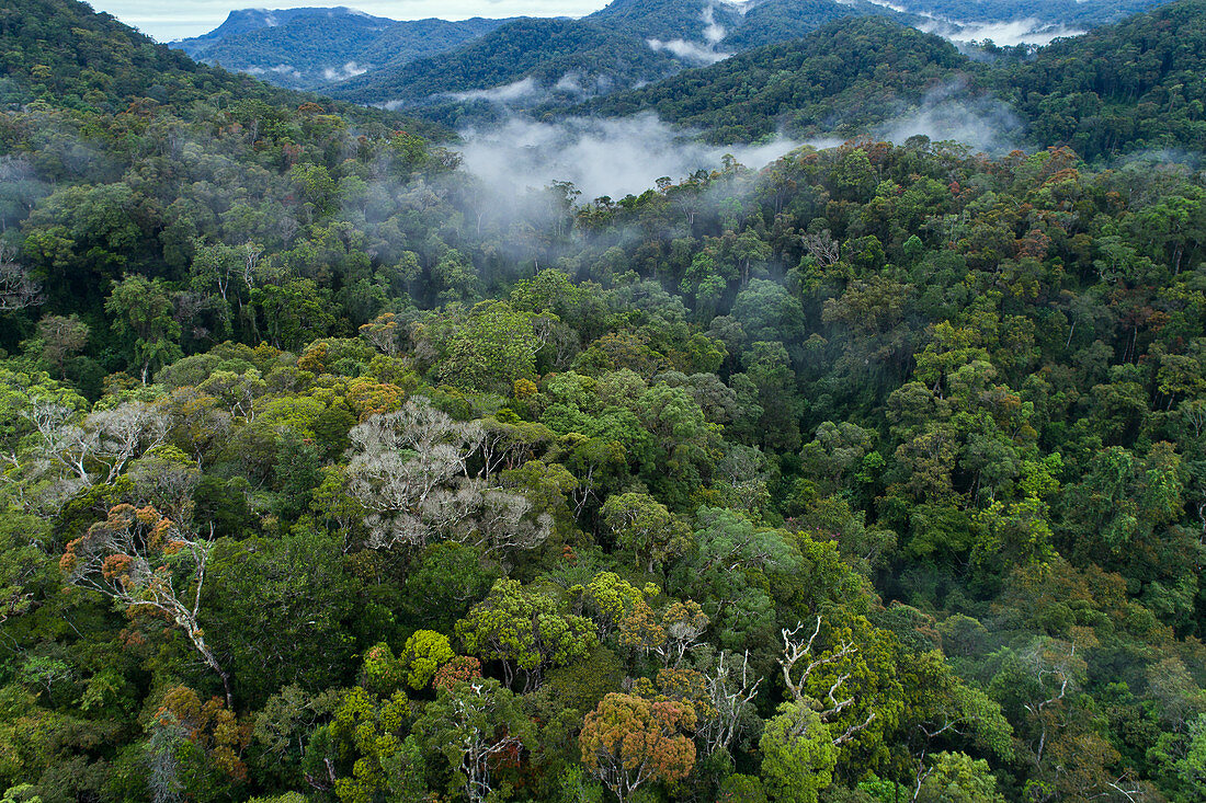 Regenwald, Ranomafana Nationalpark, Madagaskar