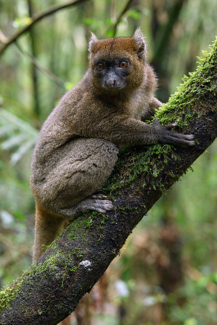 Großer Bambuslemur (Prolemur simus), Ranomafana Nationalpark, Madagaskar