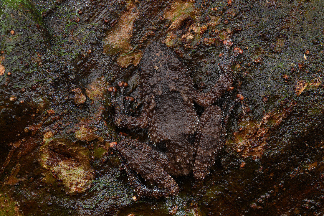 Baumfrosch (Theloderma horridum) getarnt auf Baumrinde, Kuching, Sarawak, Borneo, Malaysia