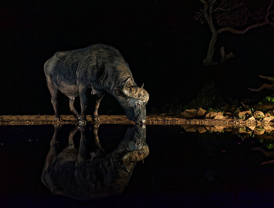 Kaffernbüffel (Syncerus caffer) trinken nachts am Wasserloch, KwaZulu-Natal, Südafrika