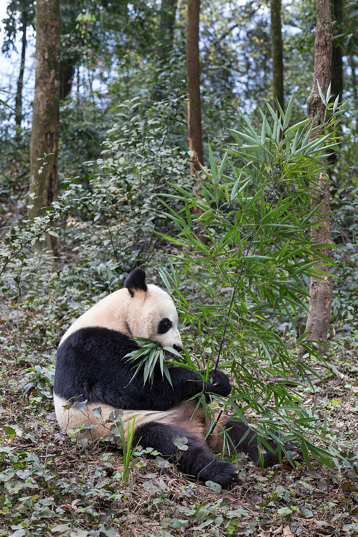 Riesen-Panda (Ailuropoda melanoleuca) ernährt sich von Bambus, Bifengxia Panda Base, Sichuan, China