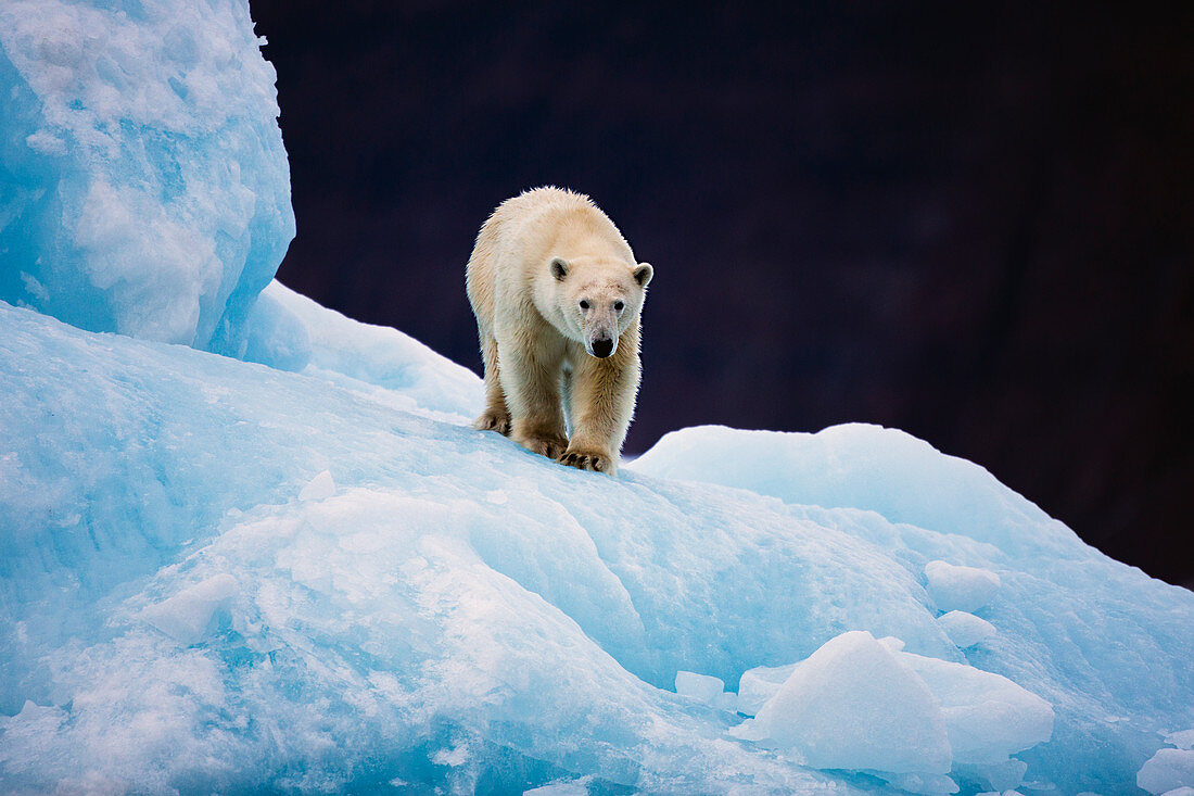 Eisbär (Ursus maritimus) auf Eisberg, Scoresby Sound, Grönland