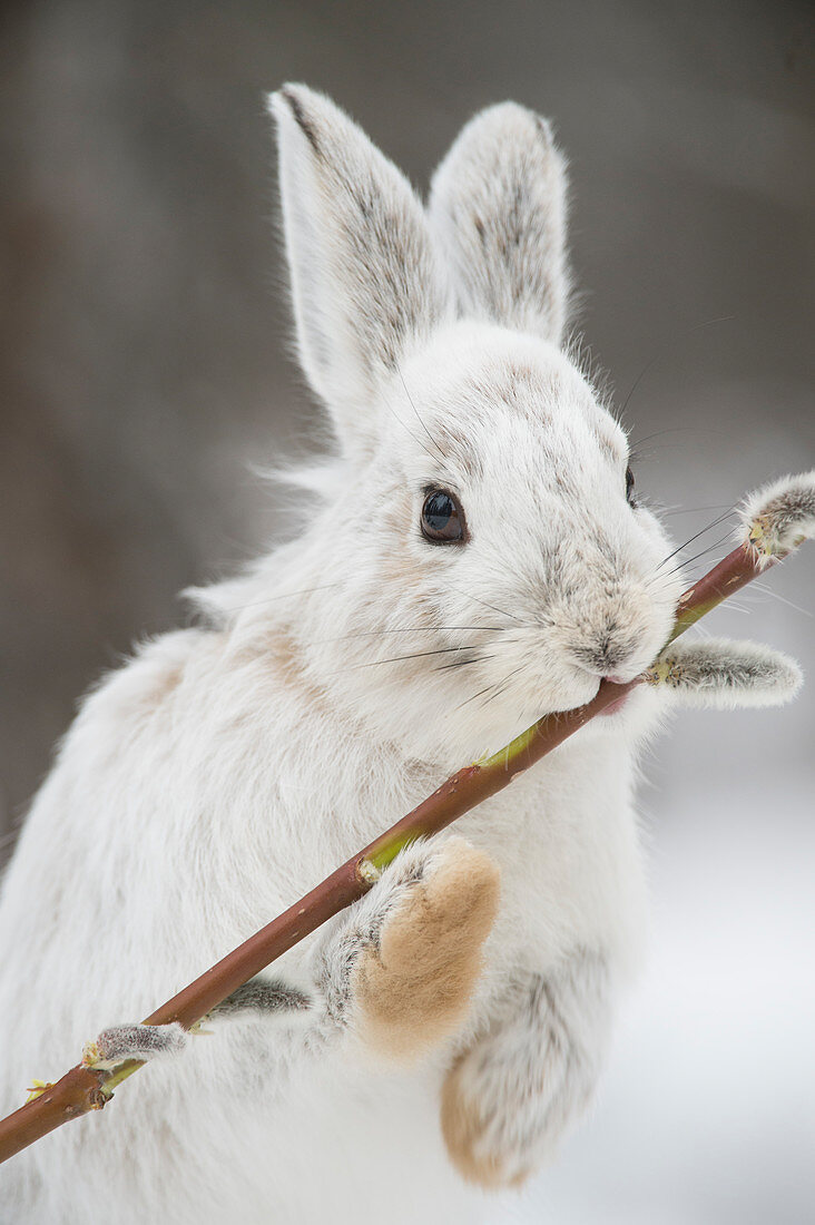 Schneeschuhhase (Lepus americanus) knabbert an einem Weidenzweig (Salix verfärbt) im Winter, Alaska