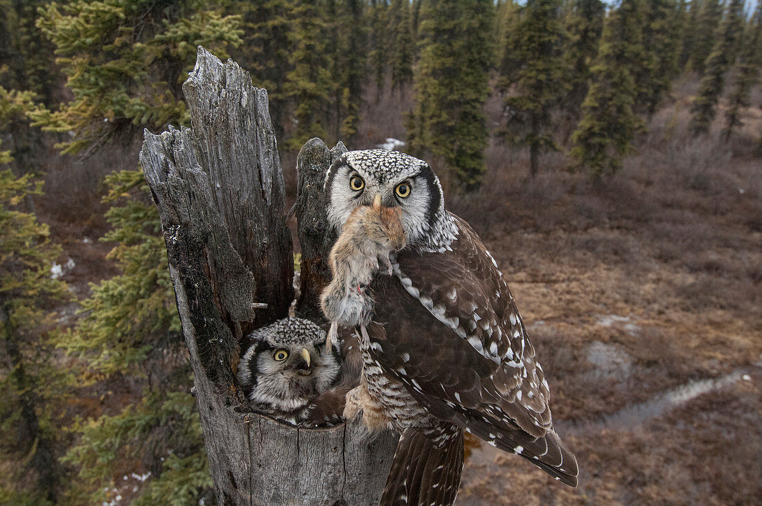 Nördliche Sperbereule (Surnia ulula) männlich, der nördliche Rotrückenwumme (Clethrionomys rutilus) zur Beute bringt, um das Weibchen zu brüten, Alaska