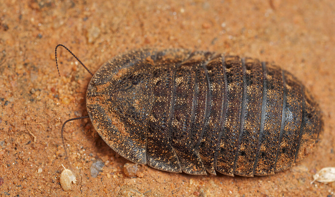 Riesenschabe (Blaberidae), Udzungwa Mountains Nationalpark, Tansania