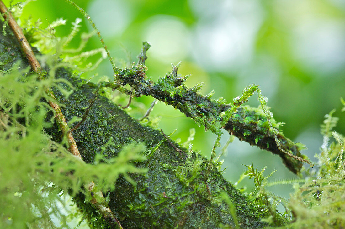 Mossy Stick Insect (Trychopeplus laciniatus) weiblich, Chiriqui, Panama