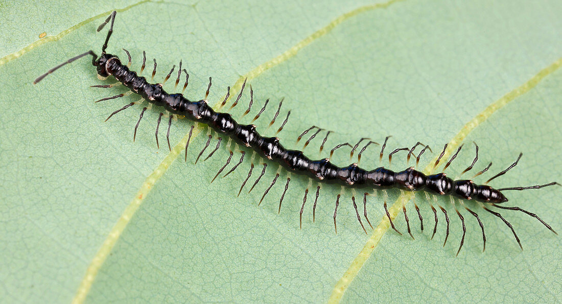 Tausendfüßler, Danum Valley Naturschutzgebiet, Sabah, Borneo, Malaysia