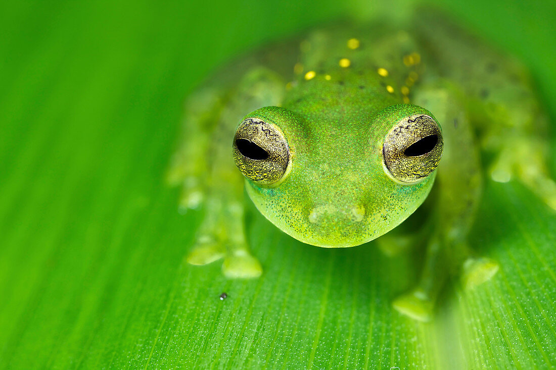 Glasfrosch (Centrolenidae), Mindo Nebelwald, Ecuador