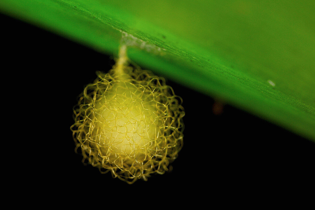 Mottenkokon, Cuc Phuong Nationalpark, Vietnam