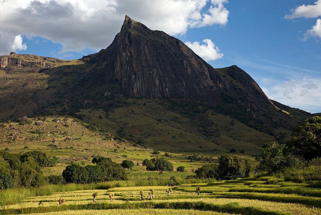 Local villagers working in the fields, Tsaranoro Massif, southern Madagascar, Africa