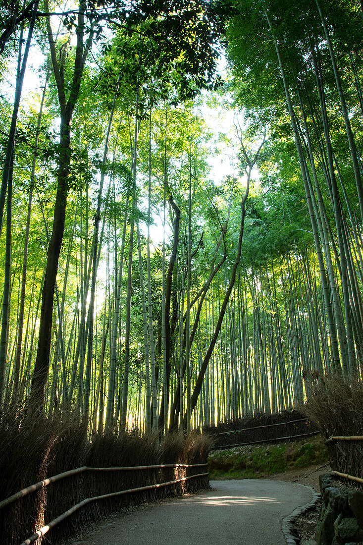 A path through the Arashimaya Bamboo grove in Sagano, Kyoto, Japan, Asia