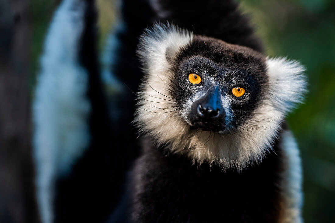 Black and White Ruffed Lemur (Varecia variegata), endemic to Madagascar, Andasibe, Africa