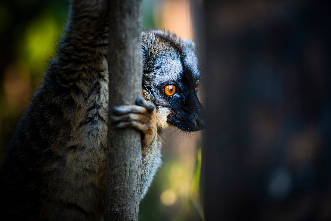 Gemeiner Brown-Maki (Eulemur fulvus), Andasibe, Madagaskar, Afrika