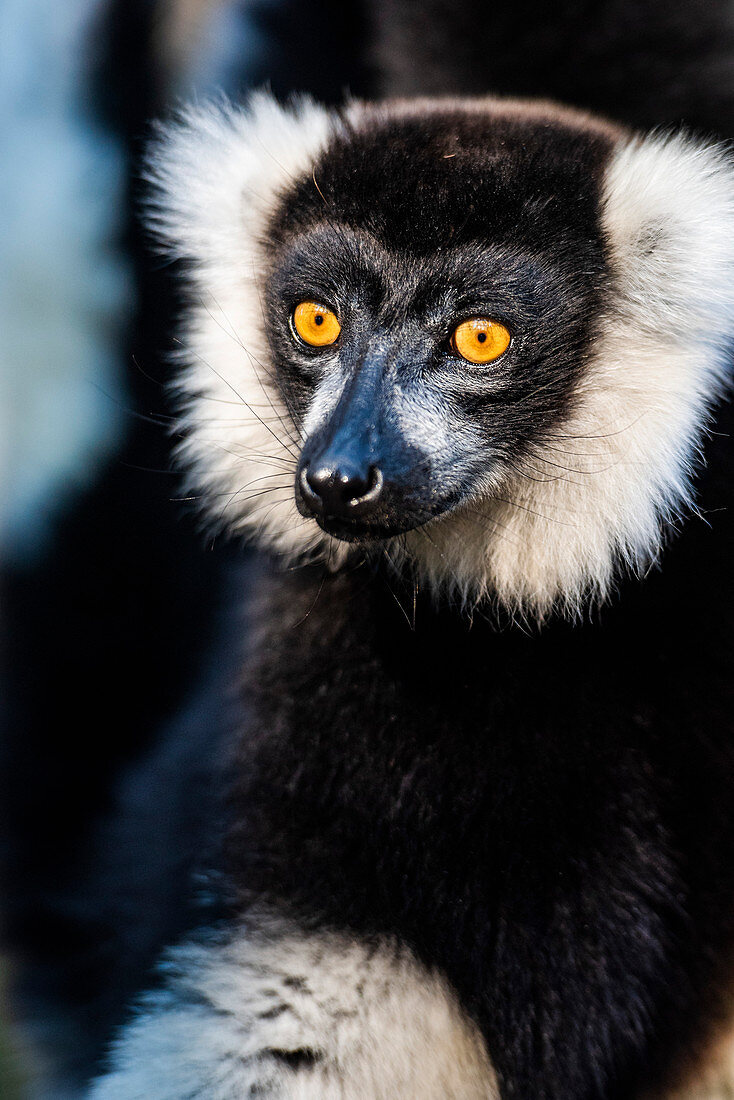 Black and White Ruffed Lemur (Varecia variegata), endemic to Madagascar, Andasibe, Africa