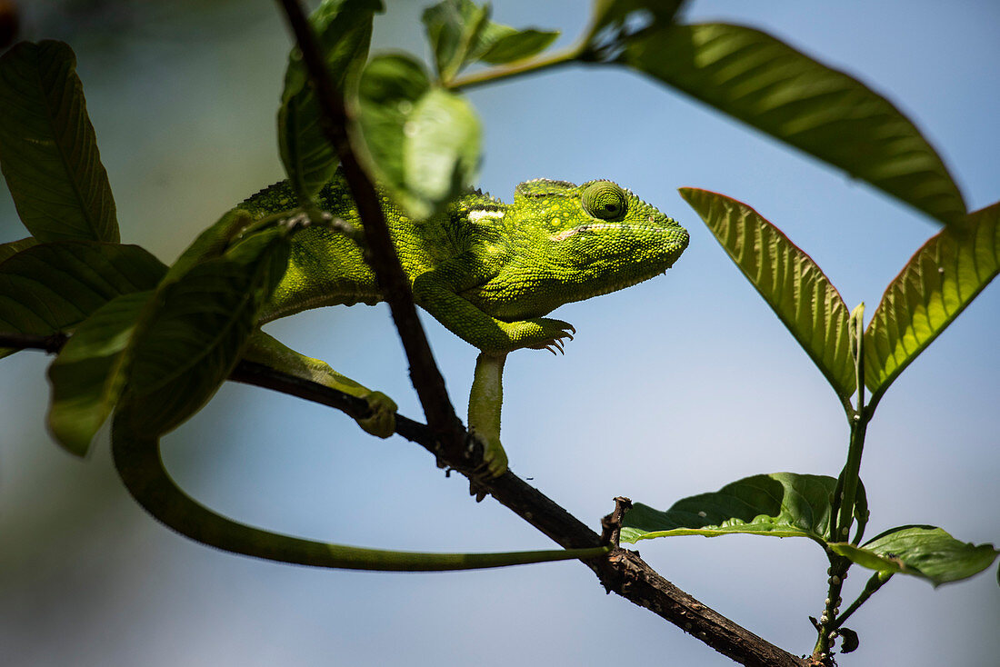 Malagasy Giant Chameleon (Furcifer oustaleti), Anja Community Reserve, Haute Matsiatra Region, Madagascar, Africa