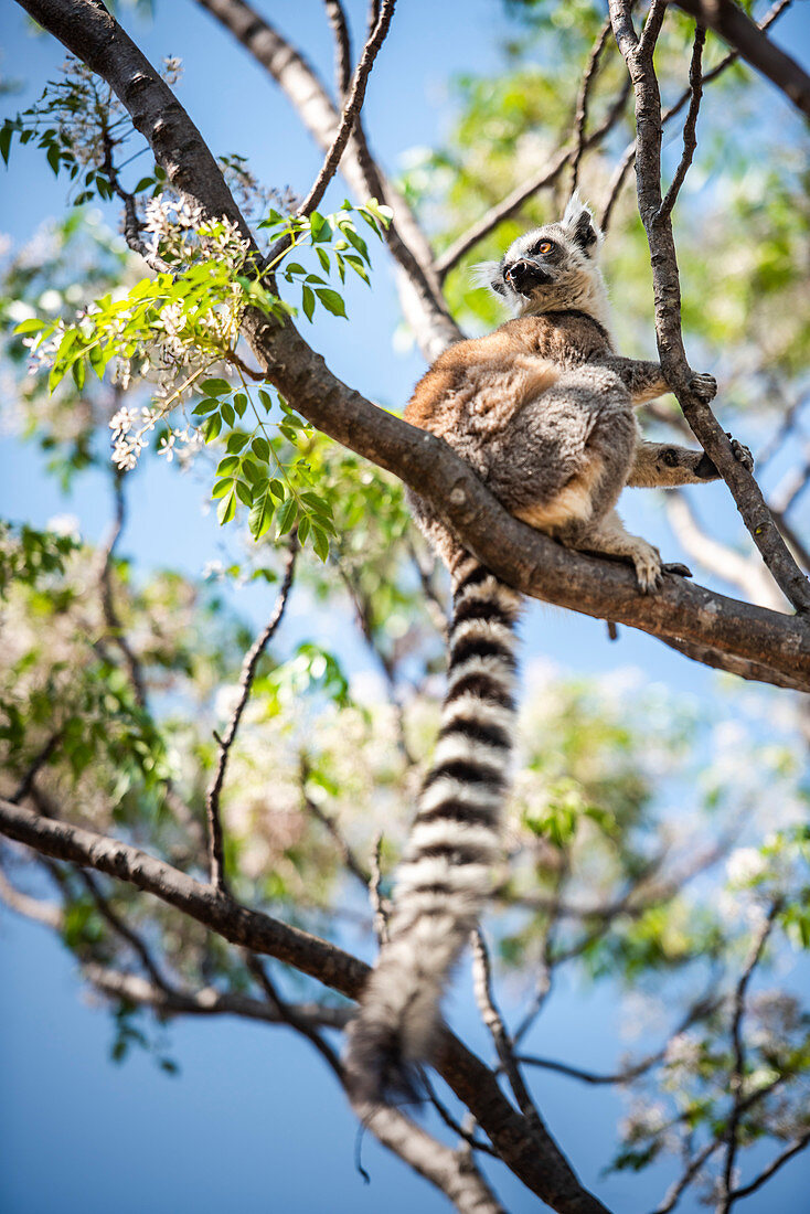 Katta (Lemur catta), Anja-Gemeinschaftsreservat, Region Haute Matsiatra, Madagaskar, Afrika