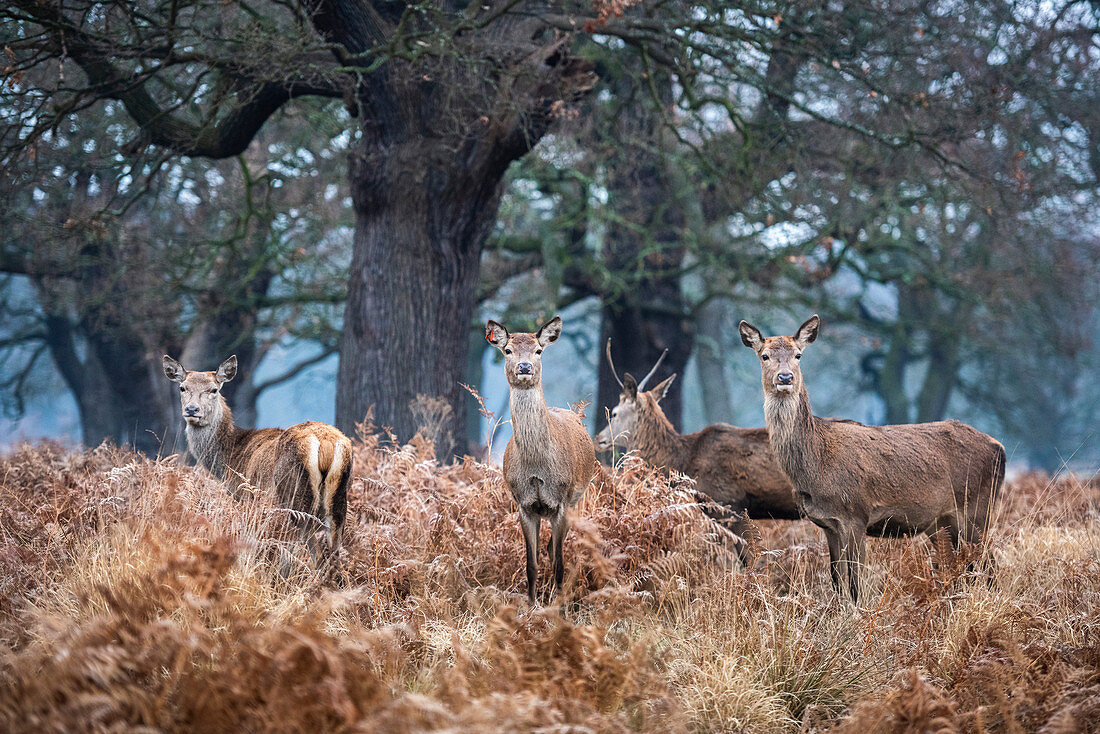 Red Deer (Cervus elaphus) in Richmond Park, Richmond, London, England, United Kingdom, Europe