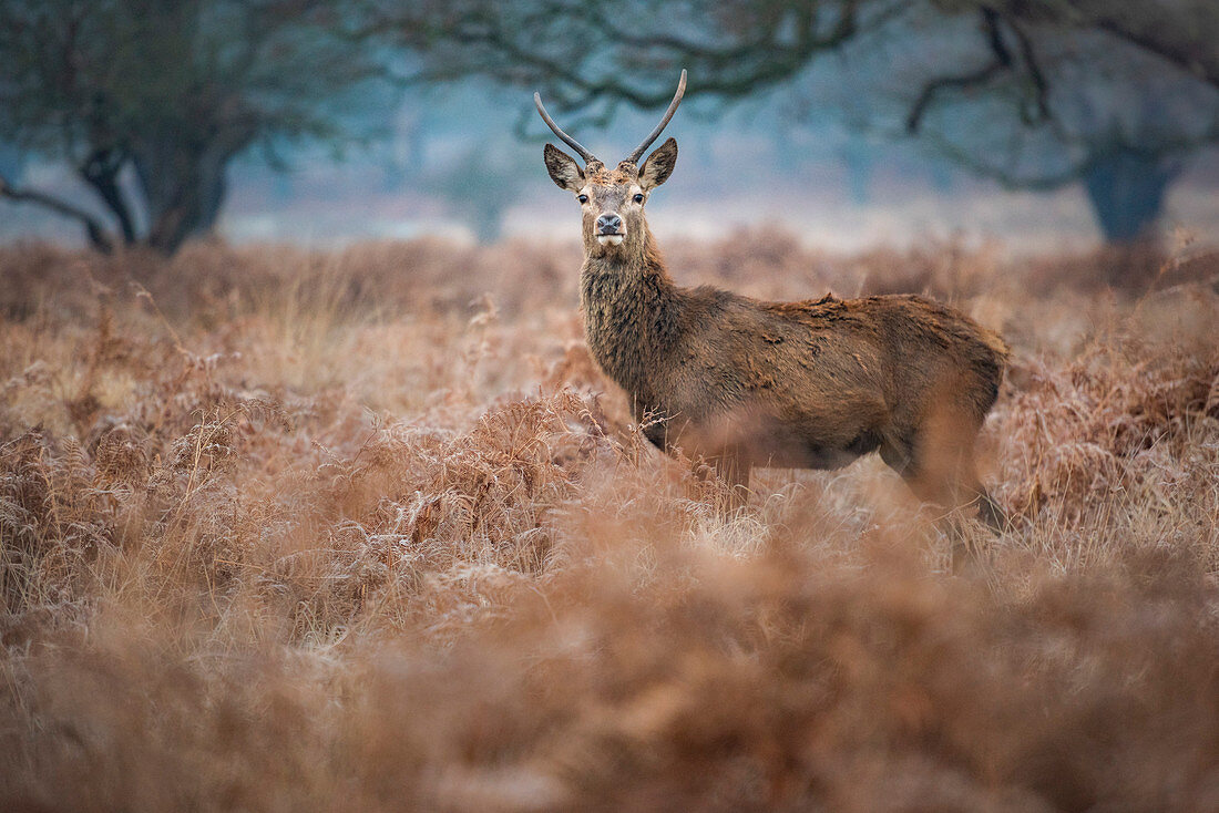 Red Deer (Cervus elaphus) in Richmond Park, Richmond, London, England, United Kingdom, Europe