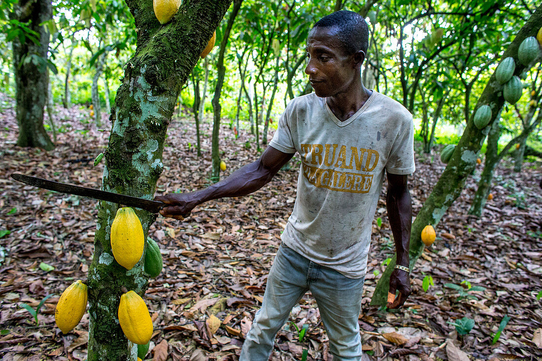 Kakaoernte in einer Plantage bei Agboville, Elfenbeinküste, Westafrika, Afrika
