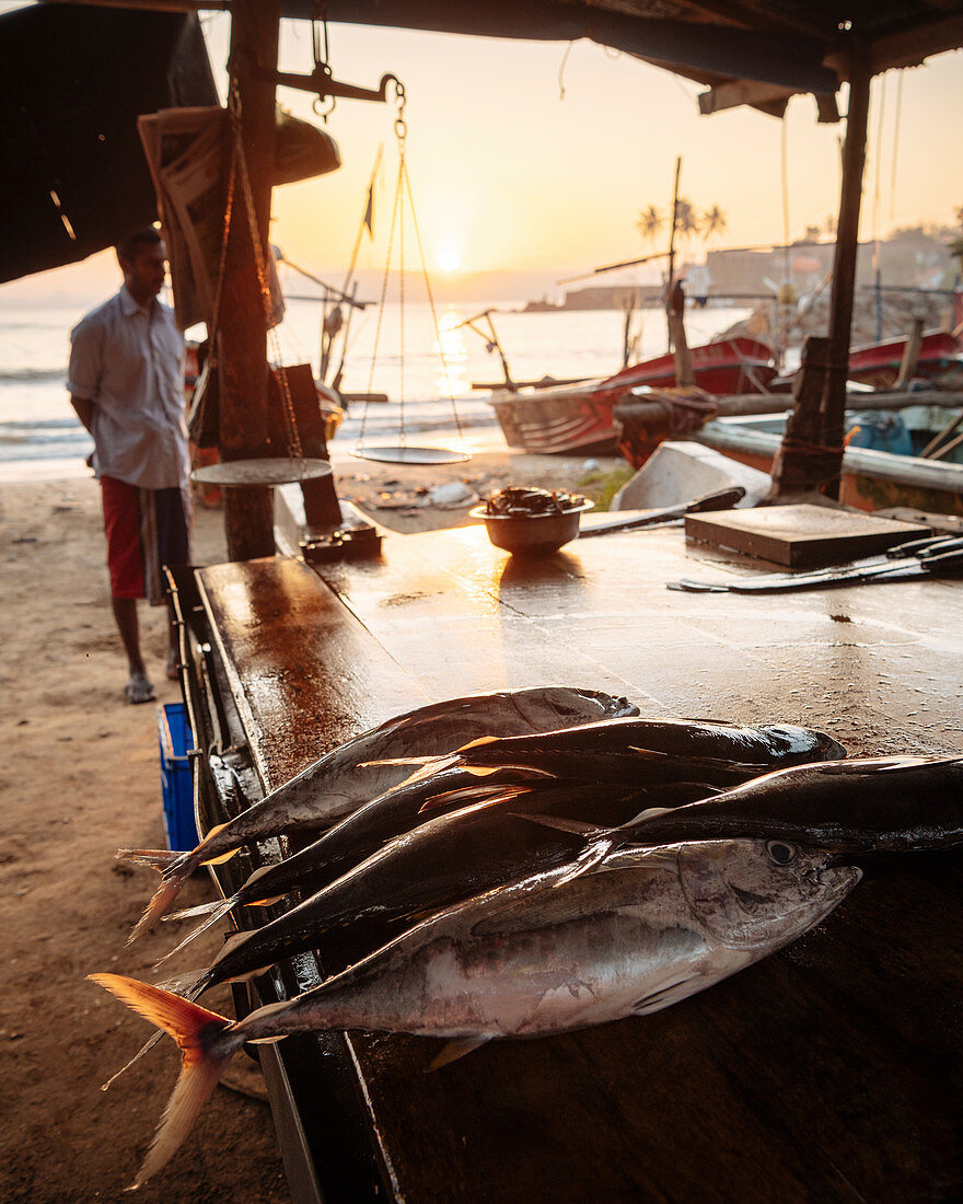 Fischmarkt in der Dämmerung, Galle, Südküste, Sri Lanka, Asien
