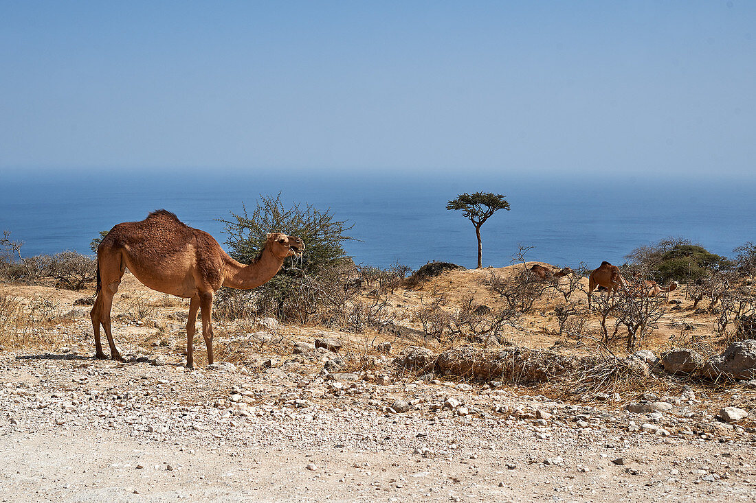 Ein Kamel in den Bergen von Salala, Oman