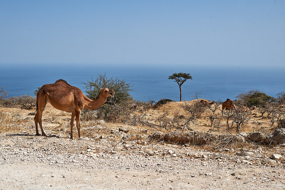 a view for the mountains in Salalah Oman