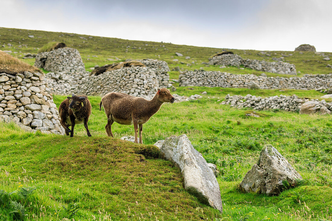 Wild Soay sheep and lamb, ancient breed, stone remains of village, Hirta, St. Kilda Archipelago, UNESCO World Heritage Site, Outer Hebrides, Scotland, United Kingdom, Europe