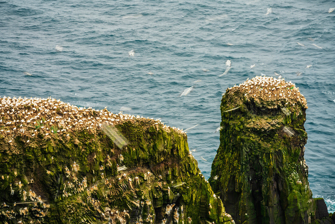 Kolonie von Nord-Gannets (Morus Bassanus), Mykines-Insel, Färöer, Dänemark, Europa