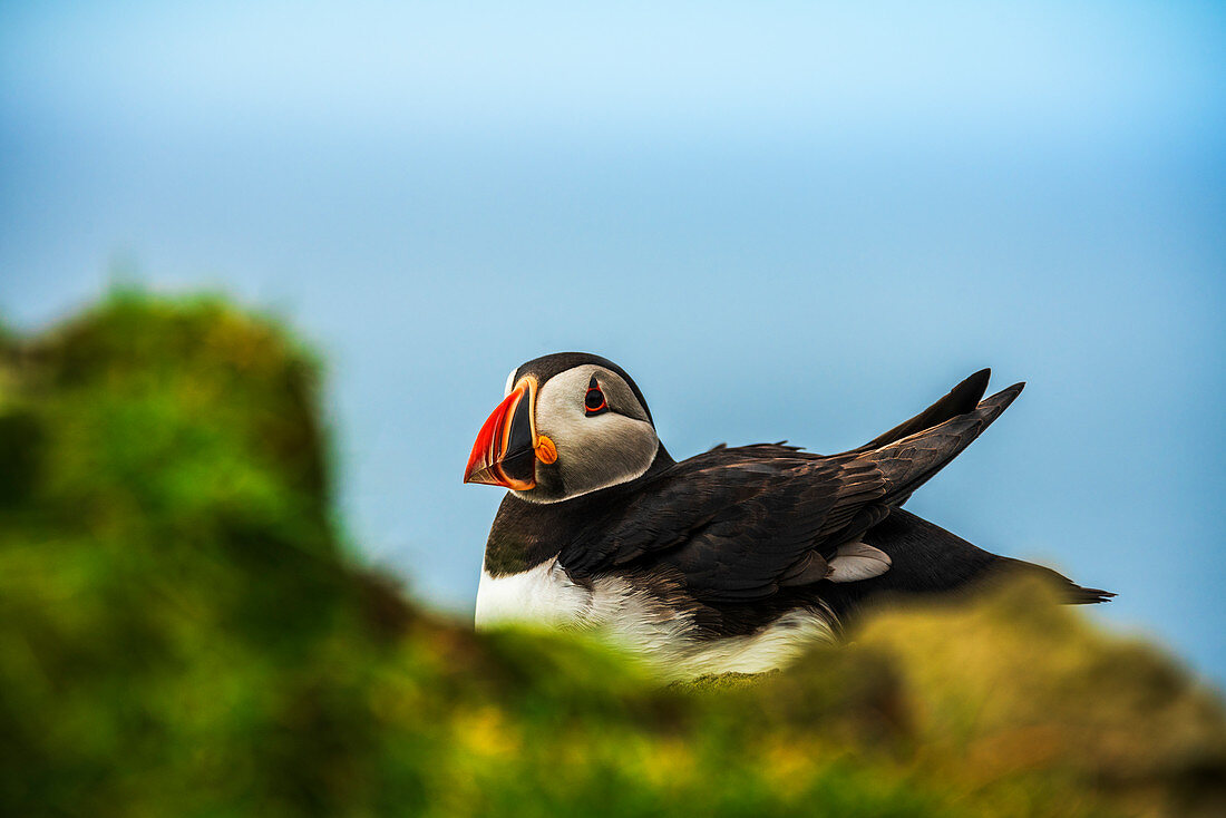 Close-up of Atlantic puffin, Mykines island, Faroe Islands, Denmark, Europe