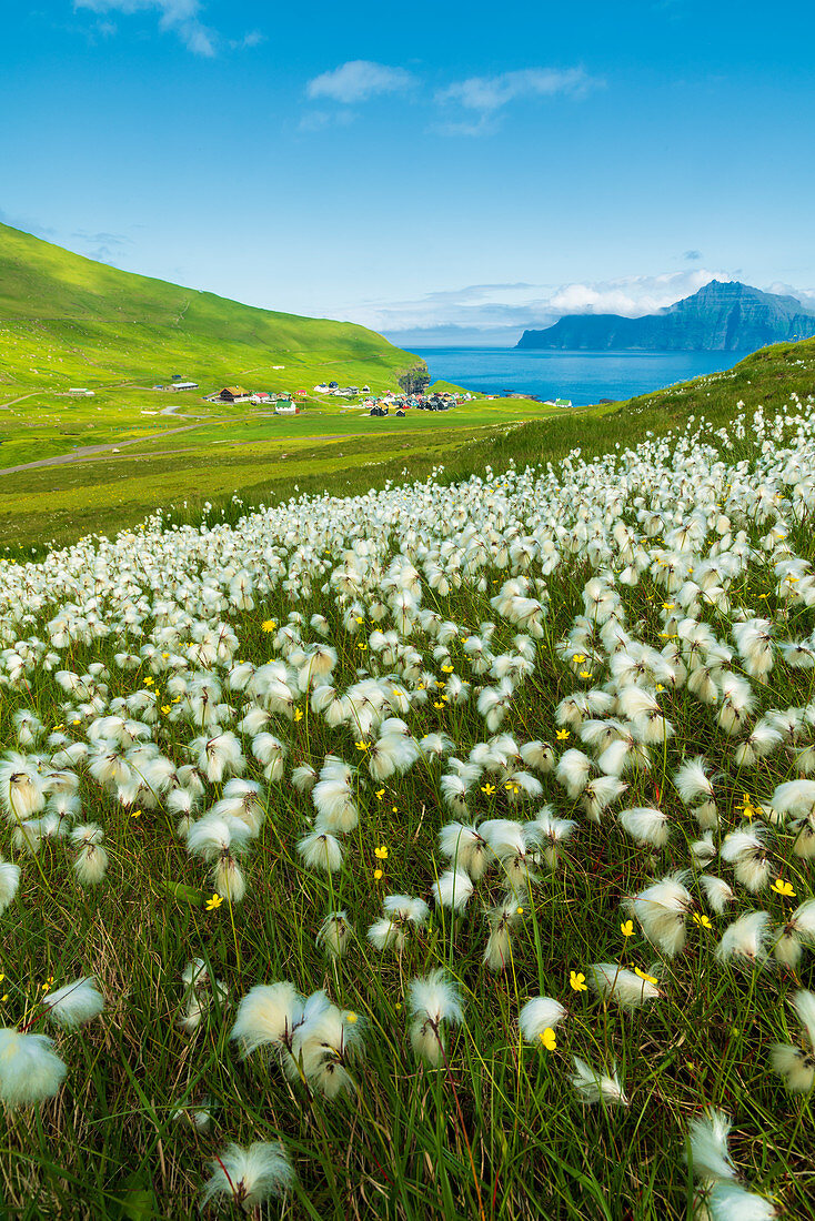 Cotton grass during summer bloom, Gjogv, Eysturoy island, Faroe Islands, Denmark, Europe