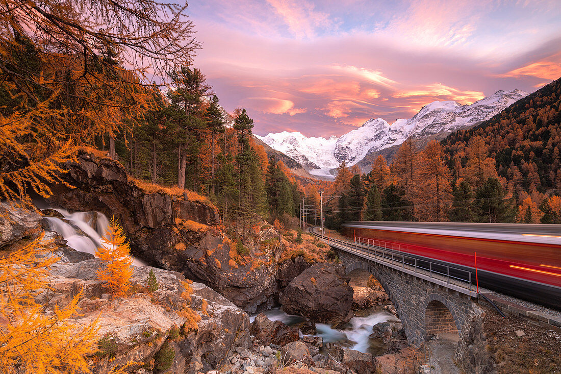 Bernina Express train in transit along colorful woods in autumn, Morteratsch, Engadine, canton of Graubunden, Switzerland, Europe