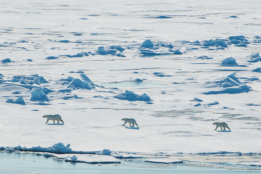 Bemuttern Sie Eisbären (Ursus maritimus) mit ihren Jungen in der hohen Arktis nahe dem Nordpol, Arktis, Russland, Europa