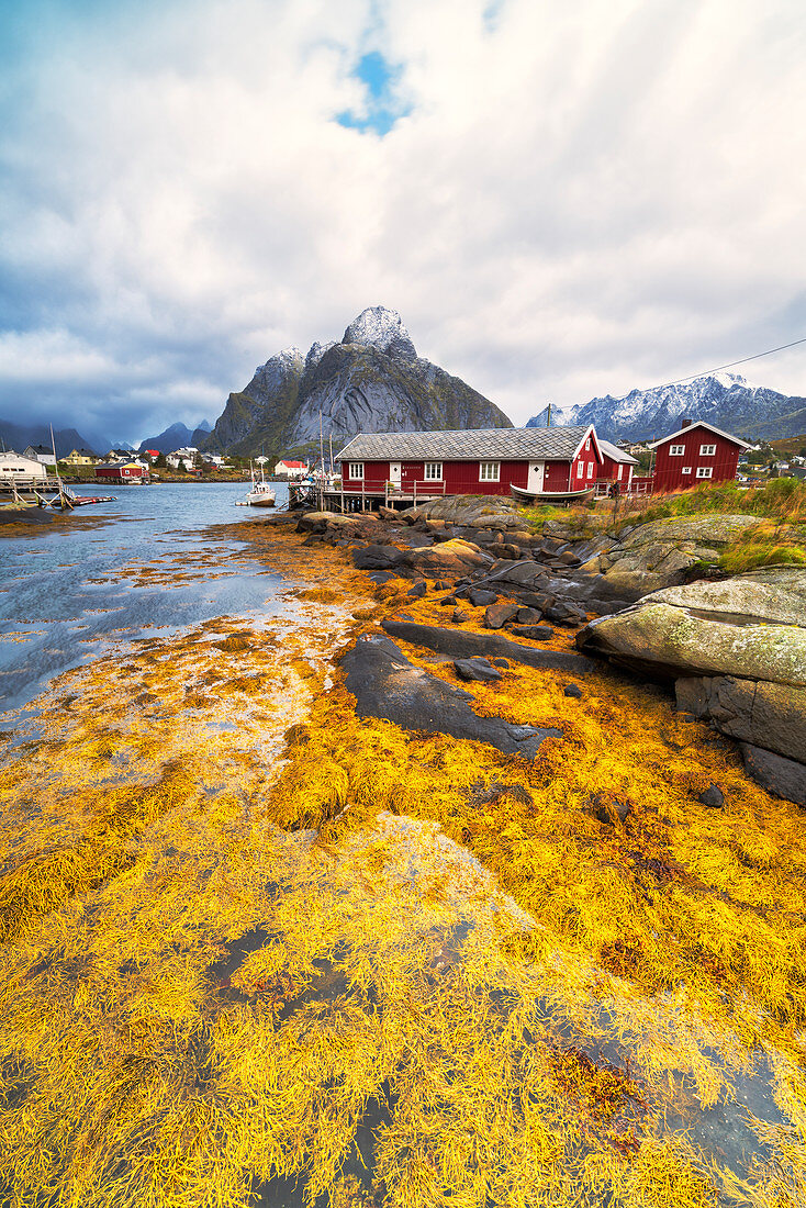 Meer bedeckt mit gelber Meerespflanze während des Herbstes, Reine, Nordland, Lofoten-Inseln, Norwegen, Europa