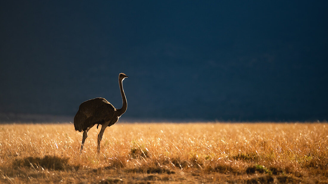 Strauß am frühen Morgen, Masai Mara, Kenia, Ostafrika, Afrika