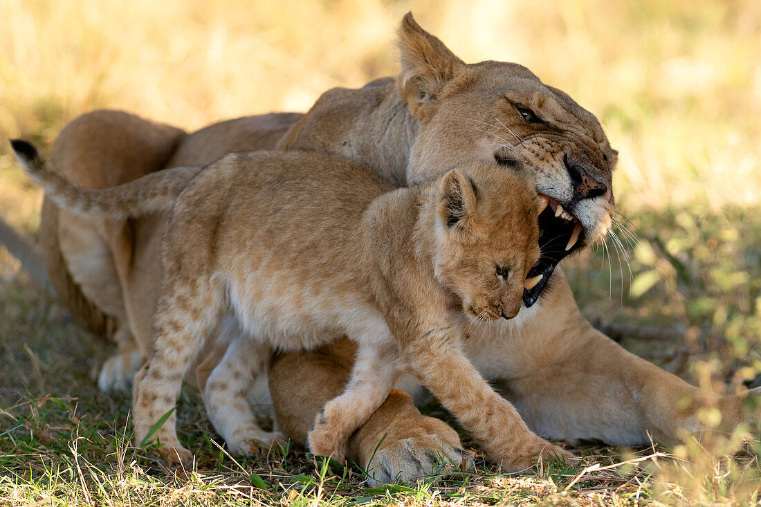 Löwin mit Jungen, Masai Mara, Kenia, Ostafrika, Afrika