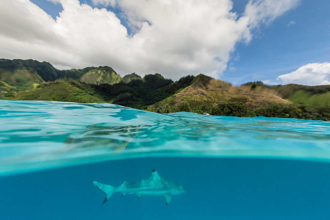 Schwarzspitzen-Riffhai (Carcharhinus melanopterus) im Flachwasser von Moorea, Gesellschaftsinseln, Französisch-Polynesien, Südpazifik, Pazifik