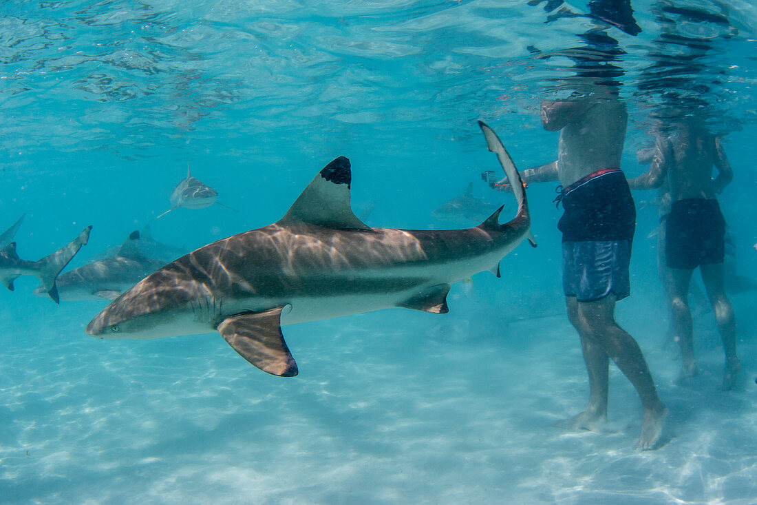 Blacktip reef sharks (Carcharhinus melanopterus) cruising near tourists at Stingray City, Moorea, Society Islands, French Polynesia, South Pacific, Pacific