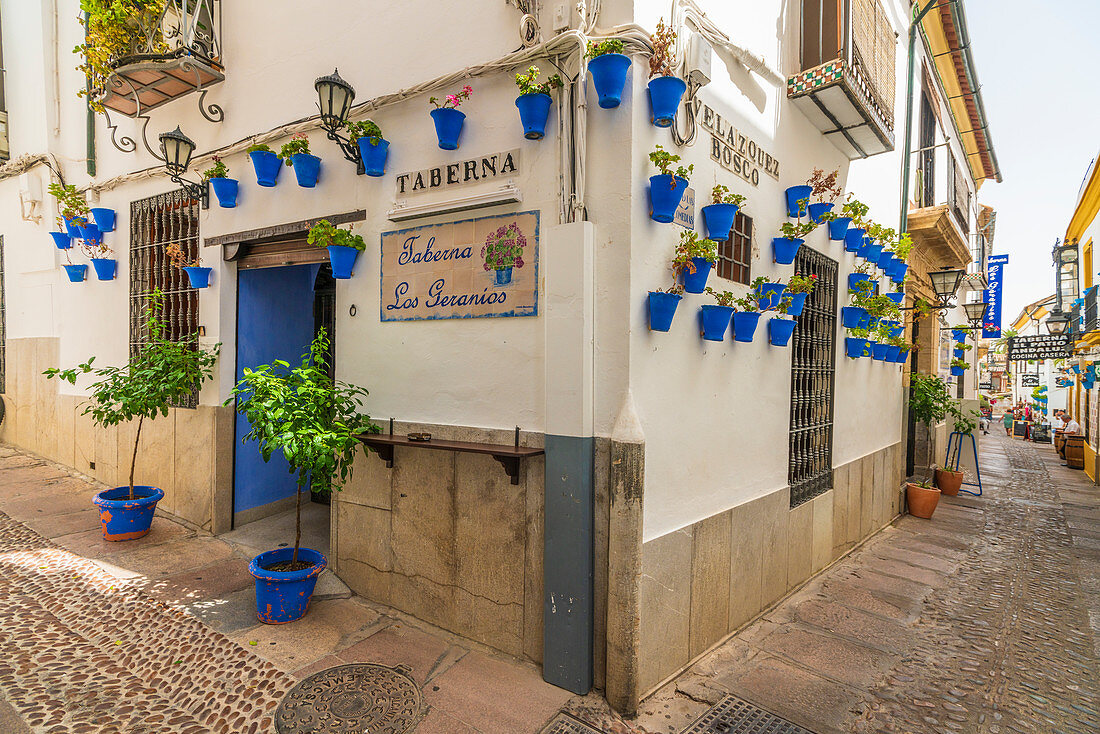 Hängende Blumentöpfe an Wänden von Tavernen in der alten Gasse von Calleja De Las Flores, Cordoba, Andalusien, Spanien, Europa