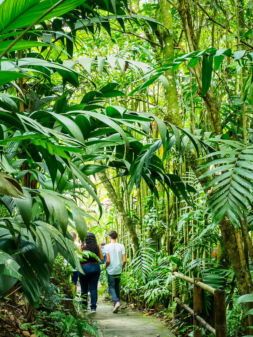 Der botanische Garten Quindio, Armenien, Kolumbien, Südamerika