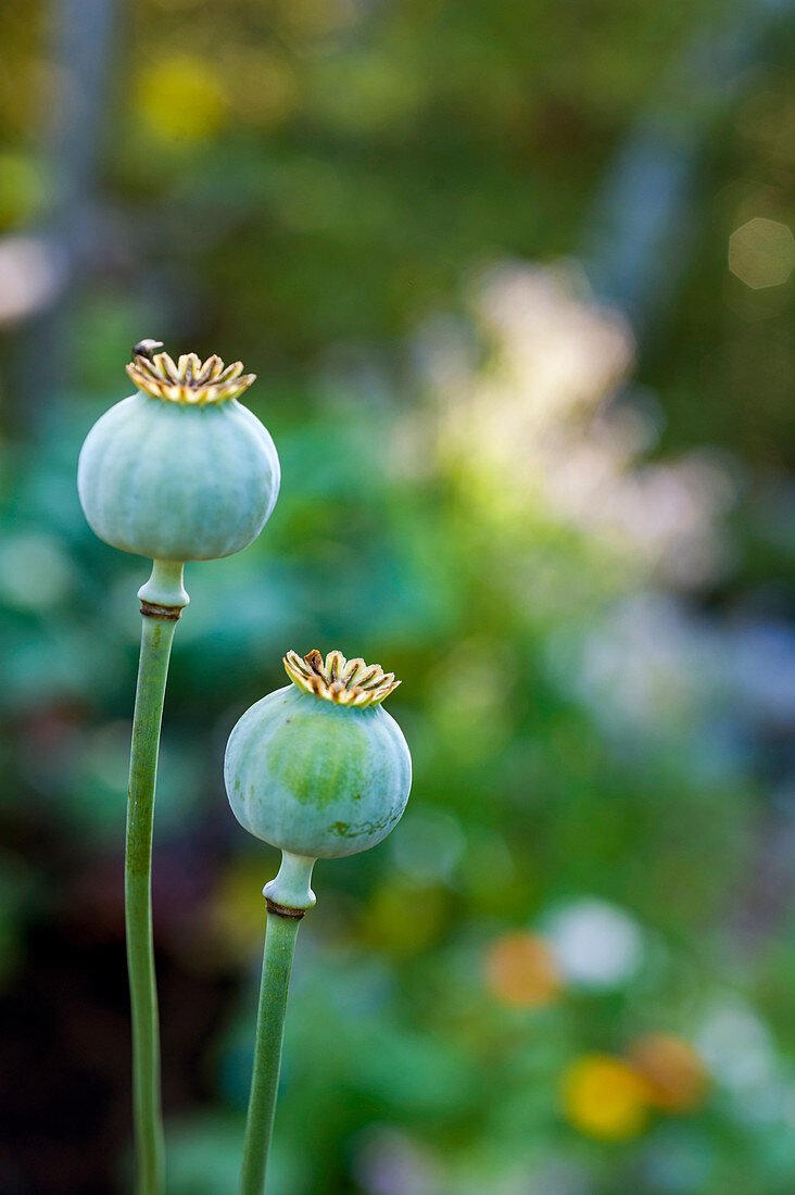 Two opium poppy†Papaver†somniferum†seed heads, Chester, Nova Scotia, Canada