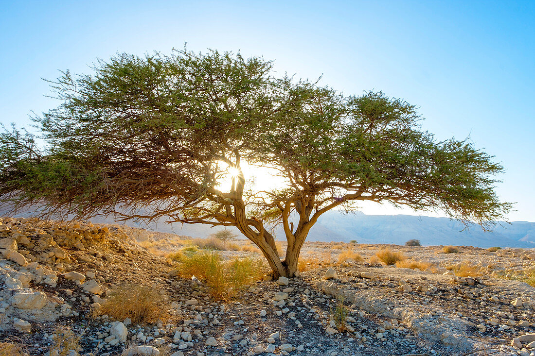 Beautiful natural scenery with acacia tree and desert, Masada, Dead Sea Region, Southern District, Israel