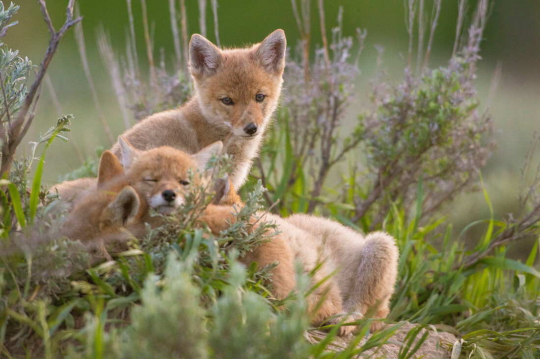 Drei Kojotenwelpen im Gras, Jackson Hole, Wyoming, USA